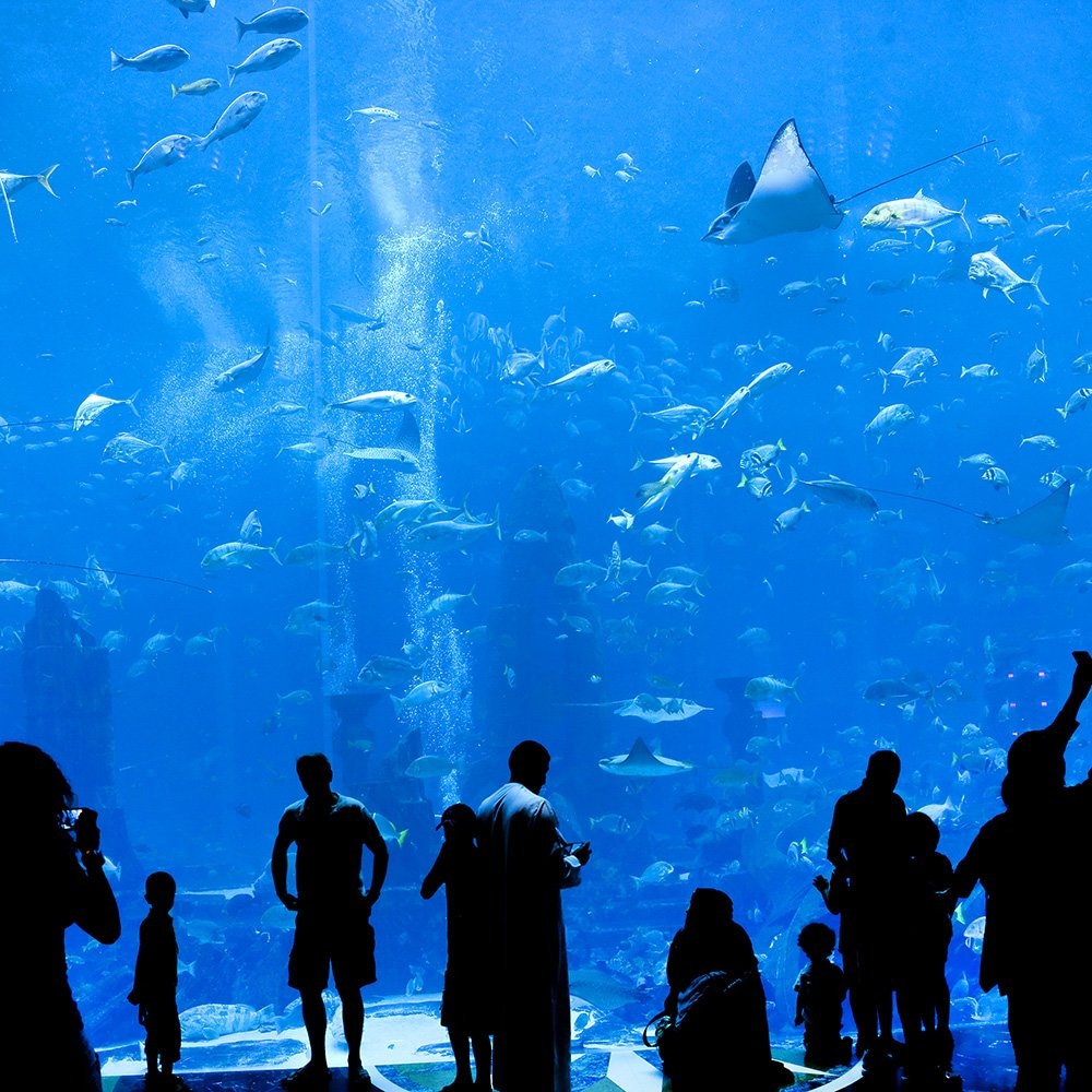 Yamaha VXH Series: Amusement Facility (Aquarium)